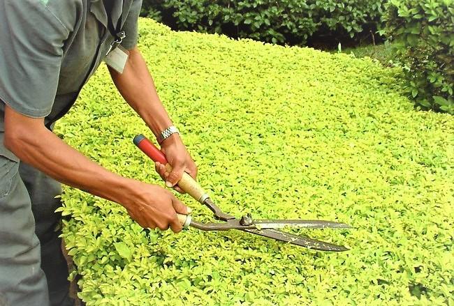 Empresa terceirizada de jardinagem
