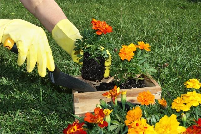 Terceirização de jardinagem